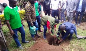 Tree Planting 