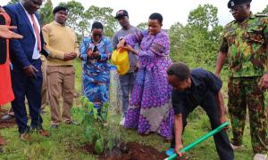 Tree Planting 