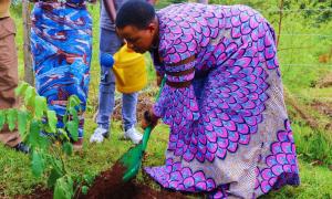 Tree Planting 